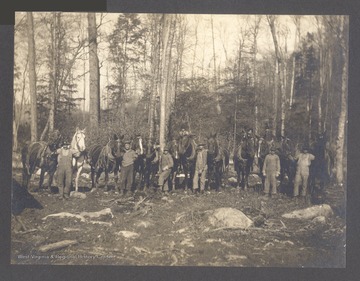 Loggers with horse teams.