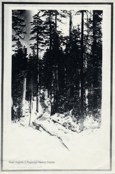 Track of Logs through the forest. O. Homer Floyd Fansler, Hendricks, W.Va.