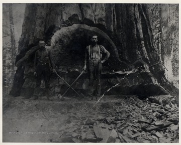 Pardee and Curtain Lumber operation. This tree, possibly a redwood, was used to build the Titanic. More info from Comstock's "Of Times Past", 1949.  Cut from Cuppernick ? Bend near Curtin, Nicholas County.  