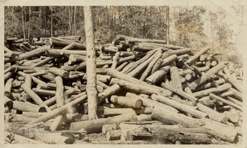 Piles of logs on the edge of the forest.