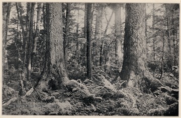 Large trees and forest bottom.(Pocahontas County?)  