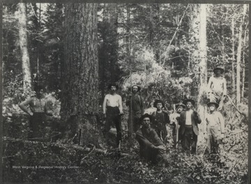 Men pose among trees.  Two loggers with saw in a large tree.