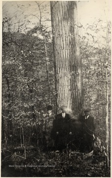 Three men pose in front of a tree.  At that time L.C. Dyer was president of Meadow River Lumber Company in Rainelle, W.Va.