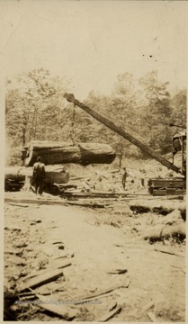 Loader pulling up a log.
