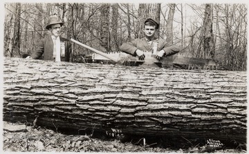 Two Lumbermen stand with saw behind a large poplar log.  Gibson, Albright. W. Va