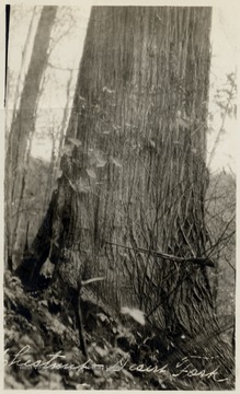 A giant Chestnut when they were alive - before the blight.  This tree was over six feet in diameter on the stump when cut.