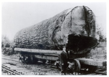 Large Douglass Fir Log on a railroad cart.