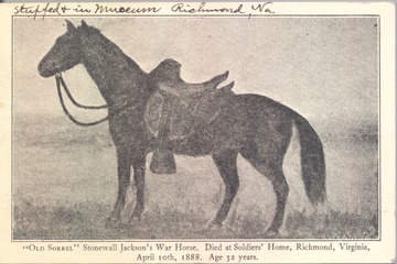 Postcard of Old Sorrel, Stonewall Jackson's Civil War horse. He died at Soldiers' Home, Richmond, Virginia on April 10, 1888 at the age of 32 years. 