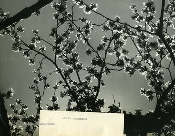 An Appalachian Apples, Inc. apple tree blooming in Martinsburg, W. Va.