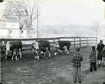 Three Hereford cows with calves in Cabell County that were purchased by J.B. Rich, President, Ohio Valley Hereford Association, Huntington, W. Va. 