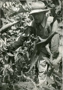 George W. Miller, R-2, Shinnston, Harrison County, W. Va., showing his bean crop grown in his corn. He produced over 100 bushels of beans in the corn. 