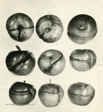 Stayman winesap apples cracked due to dry weather then rain in Jefferson Co, W. Va.  