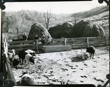 Hay stacks and a pig pen with six pigs present. Children sitting on the fence. Taken in Cabell County, 1944. 'No shortage of meat or corn on this farm.'