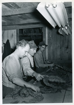 Three tobacco farmers work with their product under fluorescent lights. 'Fluorescent light makes the stripping and grading job easier and faster. Note the arrangement of lights and work table. The lights can be adjusted to the height desired above the table.' 