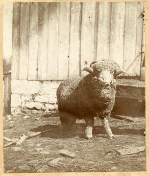 Bismark, a valuable ram, bred and owned by Col. C.H. Beall of Brooke County W.Va.