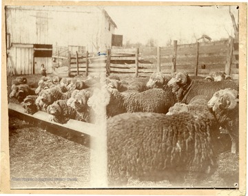Flock of rams taken at Belvedere, Brooke County W. Va., owned by Col C.H. Beall.