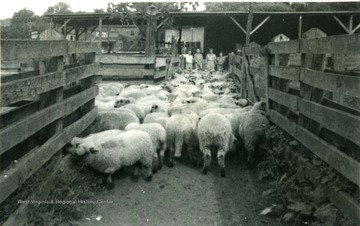 Sheep in corral with Men in the background.  From left to right the men are: P.J. Reynolds, grader; A.W. Randolph, manager; Joseph C. Emch, asst. county agent; and Junior Eagle. 