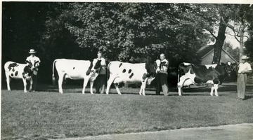 Family of cows owned by Law and Allman of Jane Lew, Route 2. Four men showing four cows. 
