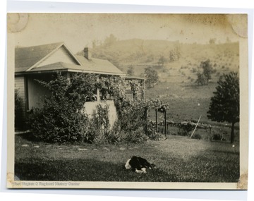 House positioned on a hillside with vines growing on the front porch and a white and black dog laying in the yard. 