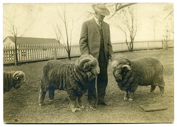 Man stands between two sheep.