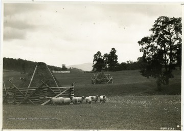 Picture of sheep grazing next to a hay stack, with another stack in the distance. Photo by the U.S. Forest Service. 