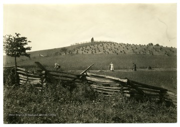 Three people in the field. Text on back reads, 'Crop yields are excellent on the 'gently-rolling upland farms.' U.S. Department of Agriculture, Bureau of Agricultural Economies, Photographic Section number 18444.