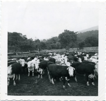 Cattle being herded on the C.W. Scott farm in Petersburg, W. Va., Grant County.