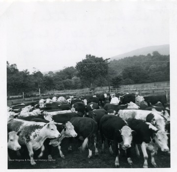 Cattle being herded on the C.W. Scott farm in Petersburg, W. Va. in Grant County.