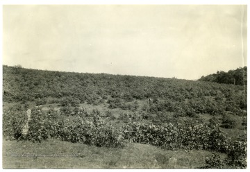 Abandoned 'old fields' serve their greatest usefulness in producing forest crops. U.S. Dept. of Agriculture, Bureau of Agricultural Economics, Photographic Section, No. 18482.<br />