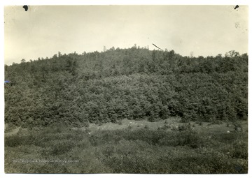 Caption on back reads, 'Throughout the gently rolling 'glade' area of Nicholas and Webster Counties the recently abandoned crop and pasture fields give rise to dense reproduction of oak. Such growth should be encouraged by protection from fire and by occasional thinnings.'