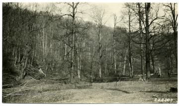 Caption reads, 'A small, farmer owned, virgin stand of sugar maple. Where fire has been kept out of such stands the maximum value of high grade lumber will be realized.'