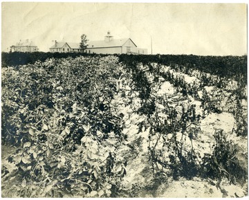 Rows of potato plants on the WVU experimental farm, a  WVU Ag. Exp. Station Project. 