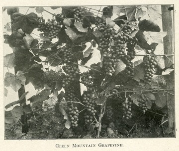 Clusters of grapes on the vine.