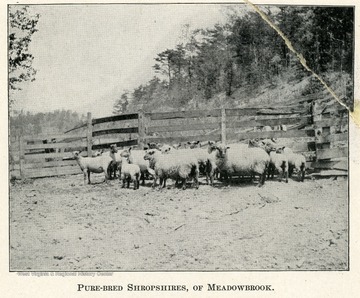 A flock of sheep and lambs fenced in a pen.