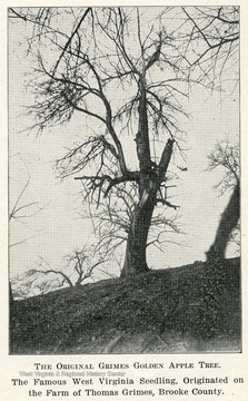 Apple tree growing on a hillside.  Caption reads, 'The famous West Virginia seedling, originated on the farm of Thomas Grimes, Brooke County.'
