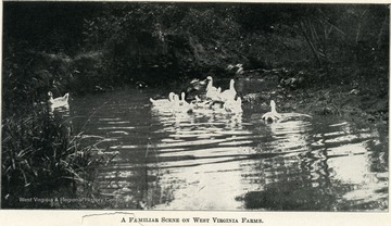 A small pond where ducks have gathered on the edge by the bank.