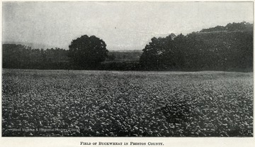 A very large field that has a bloomed crop of buckwheat.