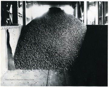 Text on back reads, 'This is the smallest size prepared coal in the White Oak group of prepared sizes but a more uniformly sized coal is not offered by any shipper than this small nut. For steam purposes it cannot be excelled, because freedom from slack produces excellent combustion and absence of impurities prevents clinkering. It is a washed size exclusively and of uniform quality. A careful examination of the picture indicates it is absolutely free of slack due to it passing over a high speed vibratory screen just before being discharged on the loading boom for loading into the railroad car.'