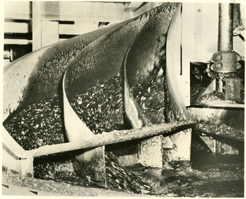 'The sheltered construction of the processing equipment makes it difficult to photograph the coal in flow through the circuits, but this is a flash of the raw coal feed pouring into the 16.5 foot Chance cone. In this cone-shaped vessel, a mixture of sand and water is kept at a controlled gravity by agitation and by control of the proportions. This gravity is set to separate the clean coal from the refuse. The lighter coal is floated on top of the mix and guided to a discharge to continue its processing, which includes desanding, scrubbing, sizing, and moisture removal. The heavier refuse meanwhile sinks to the bottom and is passed to the refuse disposal system. This large cone has a capacity of 500 tons per hour.'
