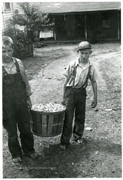Two boys carry a bushel basket of green beans.