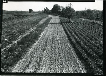 Newly planted vegetables and fruit trees in the distance, part of the Arthurdale gardens.