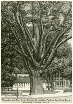 Postcard sketch of Washington Elm, Band Stand, and Swimming Pool in the State Park at Berkeley Springs, W.Va.  'Washington Elm, planted by Geo. Washington when laying out the town of Bath (Berkeley Springs) Girth at base 20 ft., of the American White Elm Family.  The Elm was cut down in 1945 from age, the 20 ft. base remains as a memorial.'   
