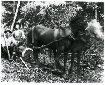 Log is attached by chains to two horses.