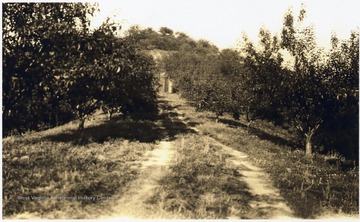 'The Gorby farm was three miles east of New Martinsville, W. Va. on Doolin Run.  The one track, switchback road led from the farmhouse in the valley below to the hilltop and followed the crest of the ridge.  Several varieties of apples were raised including Grimes Golden, Red Delicious, Jonathan, etc.  Peaches were also raised along the right side of the road in the photo above and there were a few cherry trees.  Along the track on the right can be seen a large steel tank used for spraying and watering the trees.  Water was pumped from Doolin Run some 500-600 feet below in the valley.  Apples were sold to various truck farm operators in the region and in the Gorby Brothers store until the early 1940's.  Black walnut and hickory trees grew wild in this area and in the fall, it was a great treat to sit on the hilltop eating delicious apples, black walnuts and hickory nuts.  The nuts were fine additions in cakes for fall picnics and birthdays.  This farm is now the home of John and Elizabeth Estlack Mullett.  John grew up on the neighboring Mullett farm which lies beyond the hilltop in the center background.'