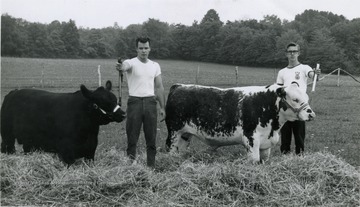 Two members of FFA standing next to two cows.