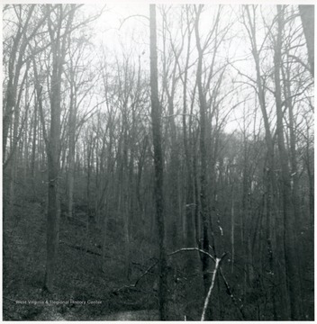 View of Virgin Timber, 'white oak, other oak species, and yellow poplar' in Gilmer County. '48 A. Laurel Run of Bear Fork, Center District, Gilmer County, near Shock, West Virginia.'