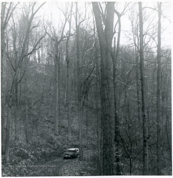 Virgin timber - white oak, other aak Species, and yellow poplar - on Laurel Run of Bear Fork, Center District, Gilmer County, near Shock, W. Va.  Junior Kennedy pictured.  