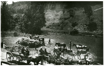 View of many farm people, horses and wagons on a Gilmer County farm at the turn of the century.  Some in the picture are pitching hay.