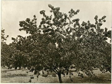 Specimen of eleven-year-old peach tree, Alleghany Orchard Company's spring gap orchard in Hampshire County.