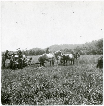 Men work with horses to harvest a field.